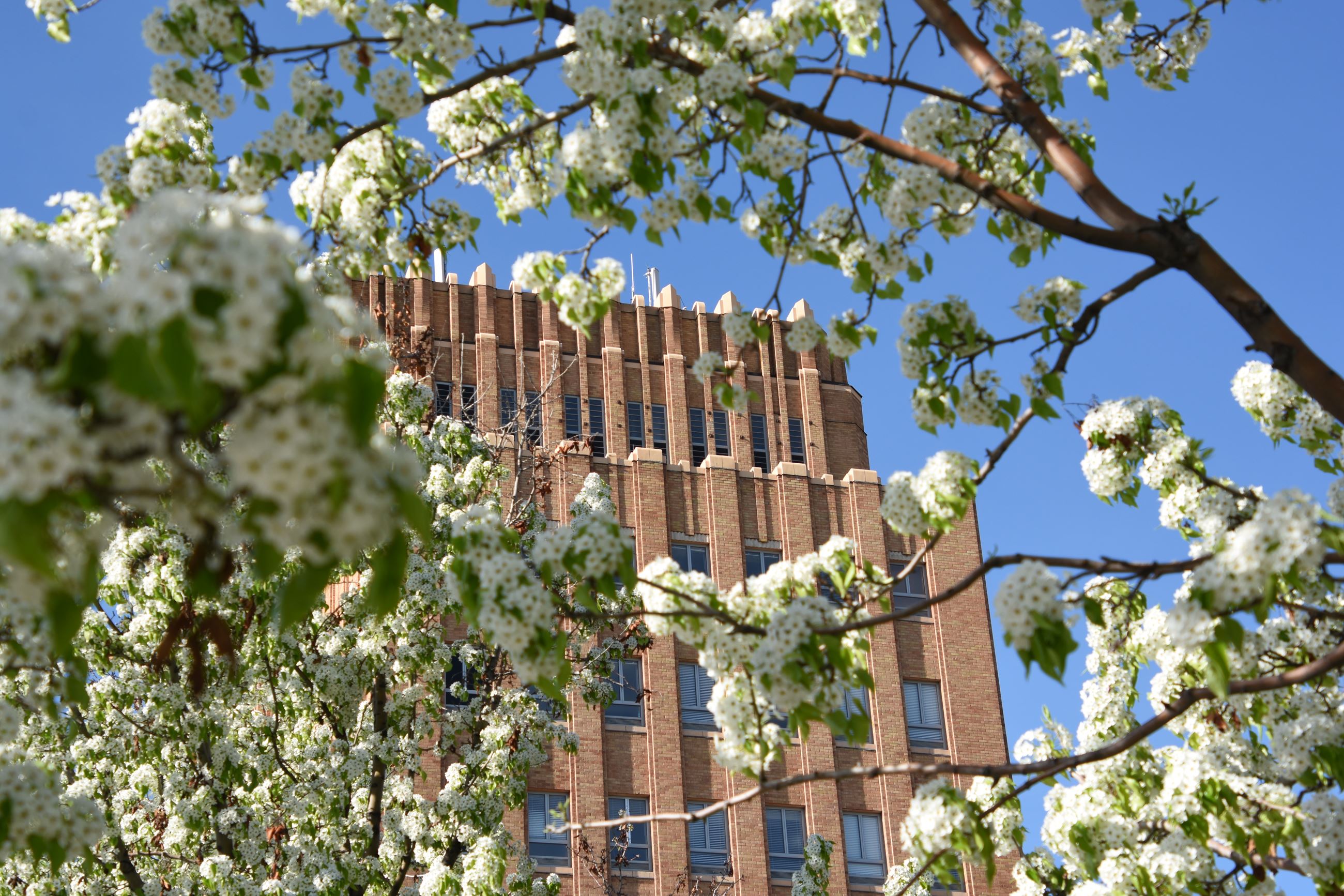 Municipal Building Flowering Trees